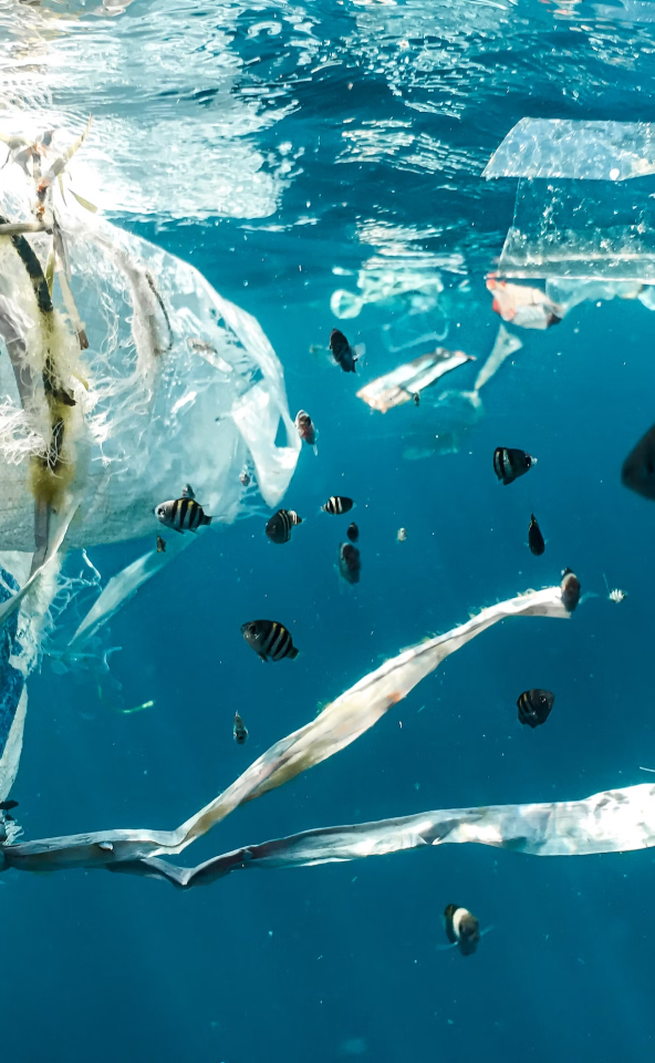 El impacto de la contaminación plástica en los ecosistemas marinos: nuestro compromiso con un océano más limpio y saludable.